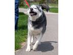 Adopt Grandpa a Siberian Husky, Mixed Breed