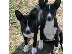 Basenji Puppy for sale in Royse City, TX, USA