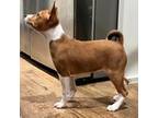 Basenji Puppy for sale in Royse City, TX, USA