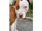 Adopt Marko a Pit Bull Terrier