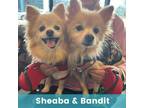 Adopt Bandit & Sheaba a Pomeranian