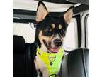 Adopt Beemo a Australian Cattle Dog / Blue Heeler, Husky