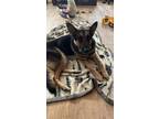 Adopt Eli a German Shepherd Dog