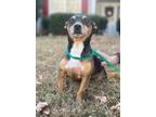 Adopt Bo a Rat Terrier