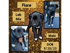 Adopt Flare a Labrador Retriever