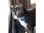 Adopt Star a Domestic Short Hair