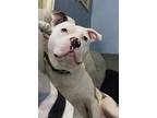 Adopt GEMINI a American Staffordshire Terrier, American Bully