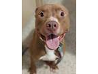 Adopt ROOSTER a American Staffordshire Terrier