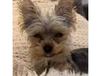 Yorkshire Terrier Puppy for sale in Holbrook, AZ, USA