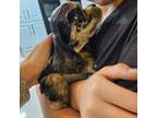 Cocker Spaniel Puppy for sale in Keizer, OR, USA