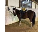 Pinto pony gelding for trail, fun shows, drill, step up