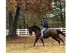 7 year old quarter horse gelding