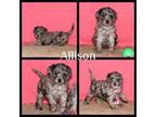 Mutt Puppy for sale in Navarre, OH, USA