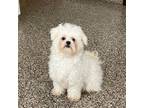 Maltese Puppy for sale in Nappanee, IN, USA