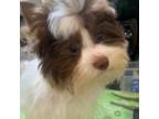 Biewer Terrier Puppy for sale in New York, NY, USA