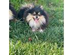 Pomeranian Puppy for sale in Beverly Hills, CA, USA