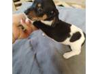 Dachshund Puppy for sale in Zebulon, GA, USA