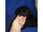 Poodle (Toy) Puppy for sale in Russell Springs, KY, USA