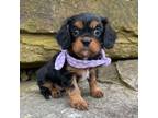 Cavalier King Charles Spaniel Puppy for sale in Lisbon, OH, USA