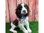 English Springer Spaniel Puppy for sale in Lisbon, OH, USA