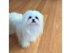 Maltese Puppy for sale in Portland, OR, USA