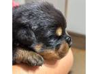 Rottweiler Puppy for sale in Liberty, MS, USA