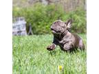 French Bulldog Puppy for sale in New Paris, OH, USA