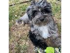 Mutt Puppy for sale in Lovington, IL, USA