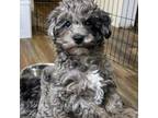 Mutt Puppy for sale in Lovington, IL, USA