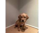 Labrador Retriever Puppy for sale in Clovis, CA, USA