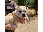 Bulldog Puppy for sale in Temecula, CA, USA