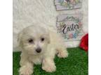 Maltipoo Puppy for sale in Raleigh, NC, USA