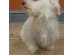 Maltipoo Puppy for sale in Raleigh, NC, USA