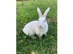 Adopt Jackie a White Other/Unknown / Other/Unknown / Mixed rabbit in Knoxville