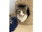 Adopt Lightfoot a Brown Tabby Domestic Shorthair (short coat) cat in Papillion
