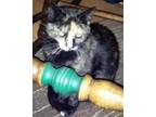 Adopt Emma a Domestic Shorthair / Mixed (short coat) cat in Valley Park