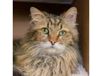 Adopt Leonardo a Domestic Longhair / Mixed (long coat) cat in South Bend
