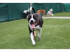 Adopt Cannoli a Black Mixed Breed (Large) / Mixed dog in Hamilton, OH (37754686)