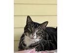 Adopt Meech a Gray or Blue Domestic Shorthair / Domestic Shorthair / Mixed cat