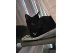 Adopt Jette a Black (Mostly) Domestic Shorthair / Mixed (short coat) cat in