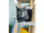 Adopt Katy a Gray or Blue Russian Blue / Mixed (short coat) cat in Bethlehem