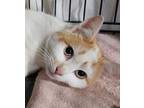 Adopt Toby a White (Mostly) Domestic Shorthair (short coat) cat in
