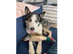 Adopt Jones a White - with Gray or Silver Siberian Husky / Husky / Mixed dog in