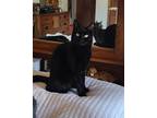 Adopt Mr Black a Domestic Shorthair / Mixed (short coat) cat in Brainardsville