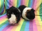 Adopt Hubbard (bonded to Postman) a Black Guinea Pig small animal in Imperial