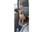 Adopt Maverick a Tan/Yellow/Fawn - with Black Anatolian Shepherd / German