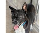 Adopt Fargo a Black Blue Heeler / Mixed dog in Edinburg, TX (37717234)