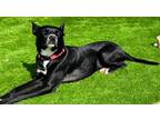 Adopt Pepper a Black - with White American Pit Bull Terrier / Labrador Retriever