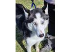 Adopt Nanuk a Gray/Silver/Salt & Pepper - with White Siberian Husky / Mixed dog