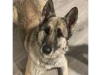 Adopt Athena a Brown/Chocolate German Shepherd Dog / Mixed dog in Marana